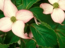 Dogwood+blossom+lyrics